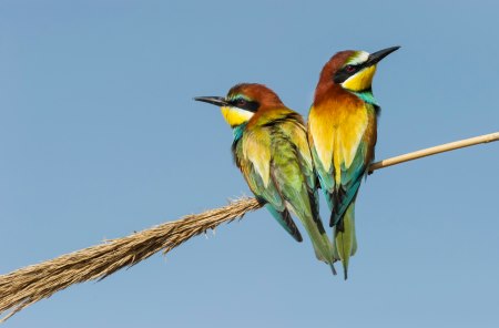 פסטיבל הצפרות אילת