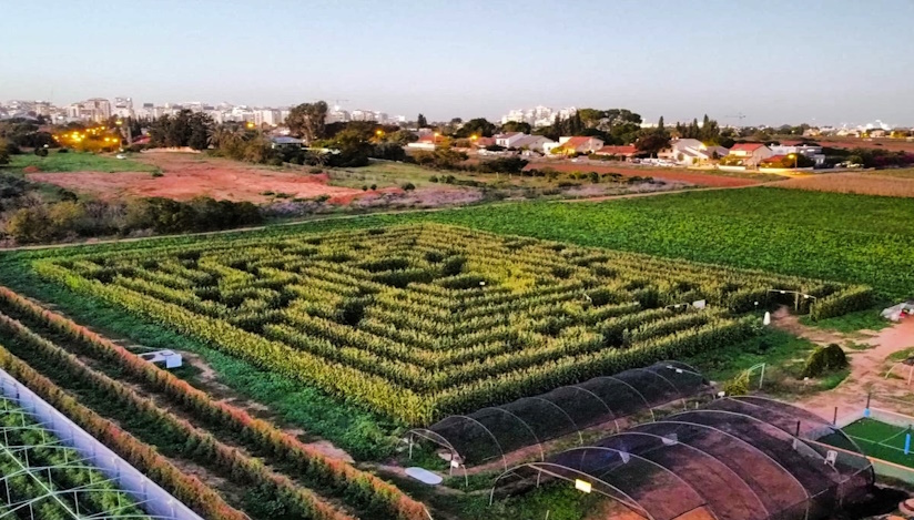 מבוך תירס בקלחים ומבוכים- לגדול