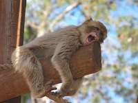 מקום בילוי לילדים בשפלה-פארק הקופים