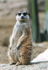 פארק סוריקטות-זו חוויה