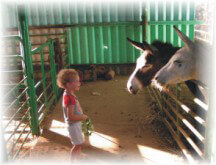 פינת חי לילדים בשרון. הילולה קיבוץ גליל ים