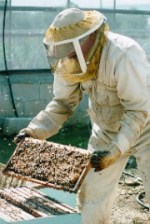 מצפה הדבורים בדבורת התבור