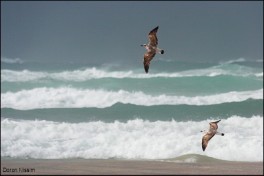 פסטיבל רוח בבית ינאי