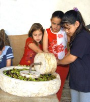 מפיקים שמן זית