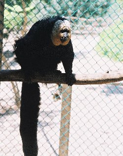 סאקי. צילום: יח"צ