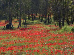 כלניות בצפון הנגב
