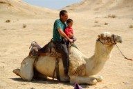 רוכבים על גמל בדרך הבשמים העתיקה בערבה