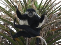 פארק הקופים אטרקציות לילדים בשפלה