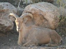 כבש רעמה-החווה של חוה-פינת ליטוף בקיבוץ חפץ חיים