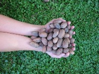 המון אגוזים