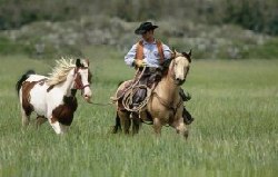 סוסים. צילום: אפי יוסף