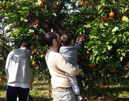 קטיף פירות הדר