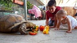 ג'ונגל כיף - גן חיות